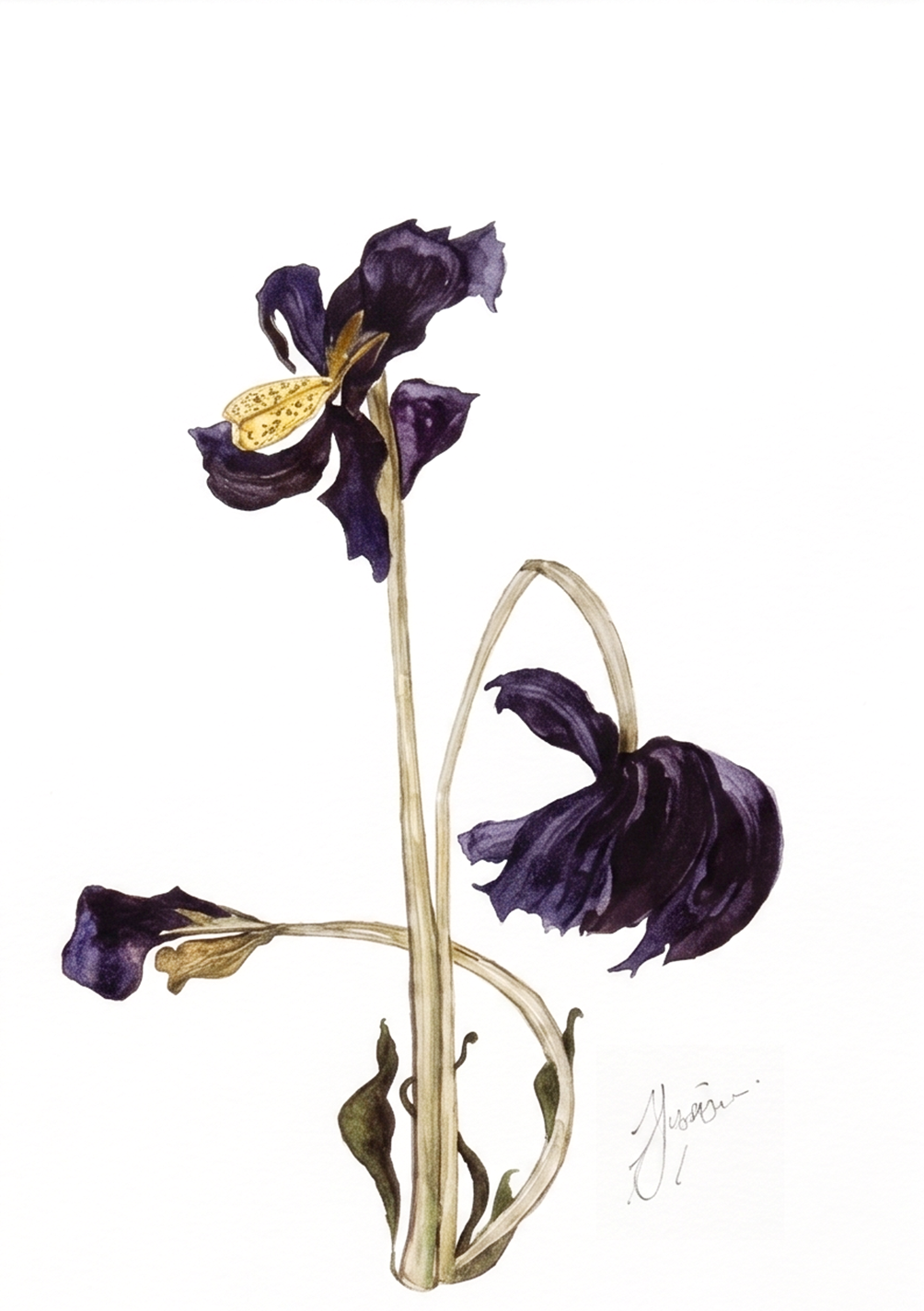 Wall Art Botanical Prints: Artwork 03